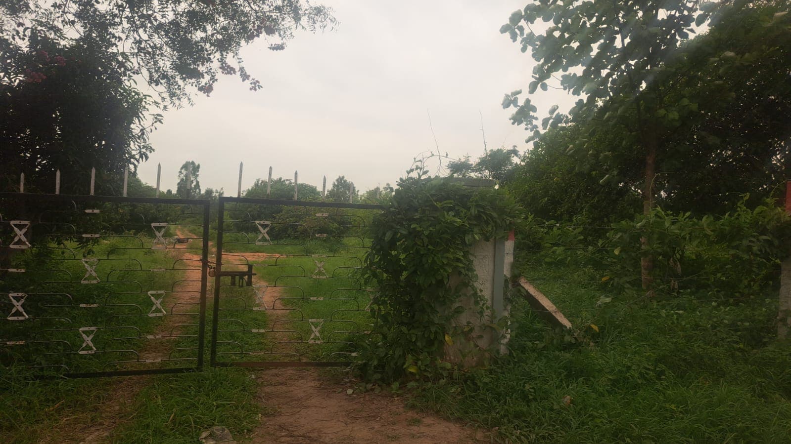 11 Acre land between Bagalur and Berigai